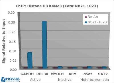 Chromatin Immunoprecipitation: Histone H3 [Trimethyl Lys4] Antibody [NB21-1023] - Chromatin from one million formaldehyde cross-linked Hela cells was used with 2ug of NB21-1023 and 20ul of magnetic IgG beads per immunoprecipitation. A no antibody (No Ab) control was also used. Immunoprecipitated DNA was quantified using quantitative real-time PCR and SYBR green dye, then normalized to the non-precipitated input chromatin, which is equal to one.